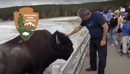 National Park Service’s Hilarious Bison Petting PSA Goes Viral