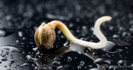How to Germinate Cannabis Seeds
