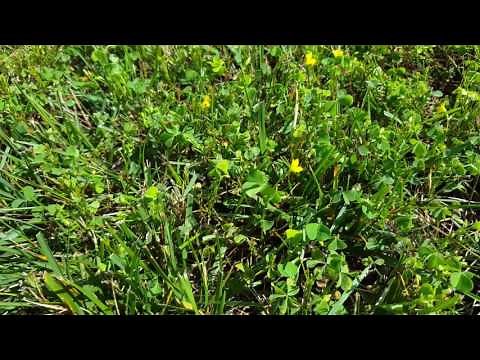 Identifying and controlling Yellow Woodsorrel