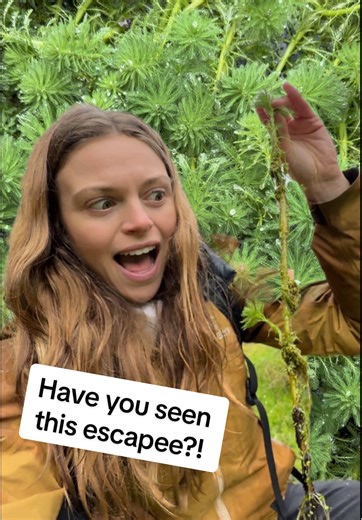 Parrot's Feather: Threat to Aquatic Ecosystems