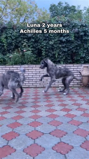 3.4K views · 183 reactions | Fight  | Iris Wolfhound | Facebook