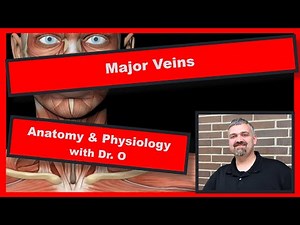 Major Veins: Anatomy and Physiology
