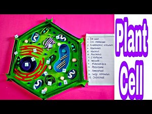 Plant Cell Model For Students | Plant Cell 3D Model | plant cell model 3d project| plant cell model|