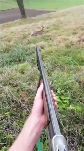 Hare hunting goes wrong, how did I miss That?