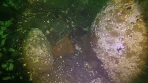 WSDOT Bridge Inspection Dive Team at Shaw Island ferry terminal