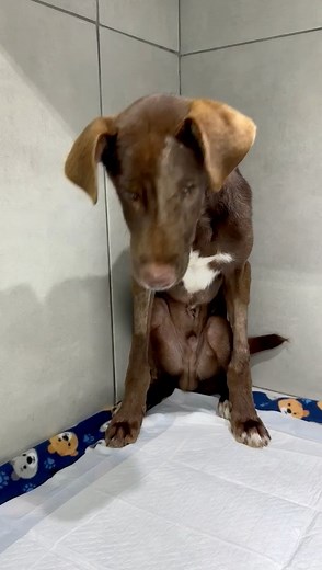 3.4K views · 106 reactions | BUCK UPDATE ♥️ BUCK IS JUST A PUPPY,...