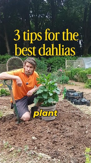 3 tips to have the best dahlias this summer. #dahlia #planting