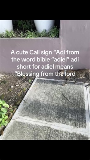 Understanding the Meaning of the Call Sign Adi