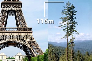 Hyperion : l'arbre le plus grand du monde est bien plus haut que la statue de la liberté !