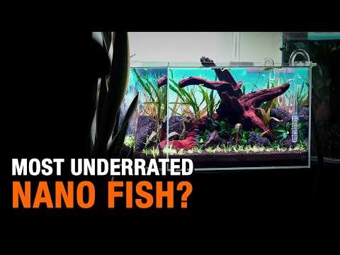 The Most Underrated Nano Fish in the Hobby?