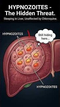 Malaria meds: How long?