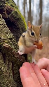 Chipmunk's Heartwarming Trust A chipmunk's trust is won with a simple nut offering. #fblifestyle #AI Generated using Kling AI . . . (For entertainment purposes only. Consult professionals if guidance on activities is presented. No brand affiliation is implied if any are shown. If inspired by true events, creative adaptations may be included. Content may include public footage.) | Fabiosa Digest