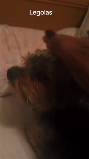 April Simpson (@aprildsimpson)’s video of Legolas