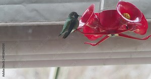 Hummingbird drink sugar syrup from a feeder during snowstorm
