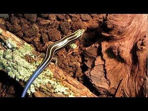 Amazing Blue Tailed Lizard (Five Lined Skink) Eats From My Hand