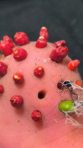 10K views · 58 reactions | Extremely plucking Facial Cleaning And Remove, How is a Lovely video 2025 12 03 11 28 19 | Amy August | Facebook