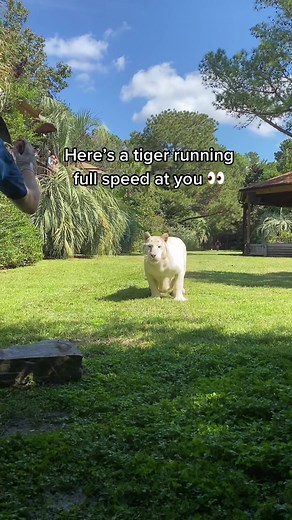 Tiger Running Full Speed at You - Funny Tiger Meme Video