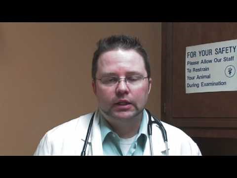 How to Crop a Dog's Ears