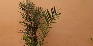 225K views · 10K reactions | Les tickets sont déjà disponibles à tous nos points de vente Rendez-vous le jour de la fête de Ramadan au CICB à 21h Dougou wili Koro Entrée unique : 5.000 f Info line : 73.28.96.40 | KANTE | Facebook