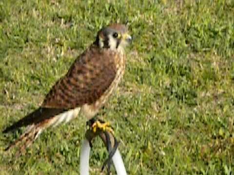 American Kestrel Calling