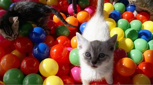 61K views · 439 shares | What is cuter than a bunch of kittens? Kittens having fun in a ball pit!! BigCatTV.com | Big Cat Rescue | Facebook