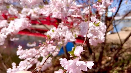 臥竜公園の桜ですぅ(n*´ω`*n)信州須坂さくらまつり やってました🌸