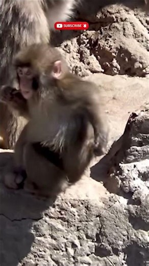 Punch is scratching that itch while chewing on a stick. #punch #monkey