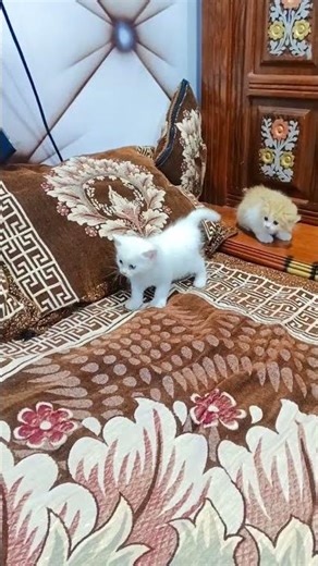 Mano Billi video. #funny #foryou #viral #viralvideo #video