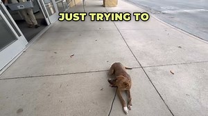 We are at Petco with our dog Saint, practicing his down stay and heel training in a new and busy environment. We work on having him hold a down stay as the car door opens, and then walk him through the store, practicing a calm heel even with distractions like people and carts. We get asked to stop recording, so we move the down stay practice outside the main entrance instead. Saint does a great job holding the stay with people walking behind him. | Julie's K9 Academy - Dog Training | Facebook