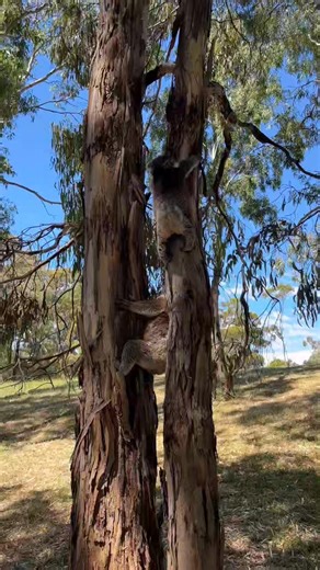 Providing veterinary care to wildlife is demanding in every possible way — emotionally 😭, physically 💪, and financially 💰. At SKER, our wildlife-only veterinary clinic was built from the ground up thanks entirely to our incredible community 🙏. With the support of a local philanthropic foundation, we grew it into South Australia’s only full-time wildlife veterinary clinic 🏥. But the demand keeps rising 📈 and our team is at breaking point. Despite the scale and necessity of the service we pr