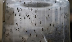 Mice experiments show how Zika invades placenta, fetus