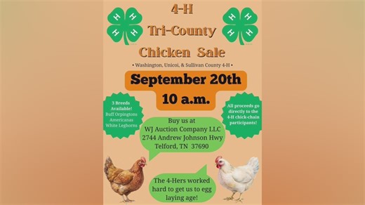 Egg-laying chickens for sale at 4-H sale on Saturday