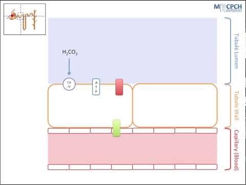 The Kidney's Role in Acid Base Balance