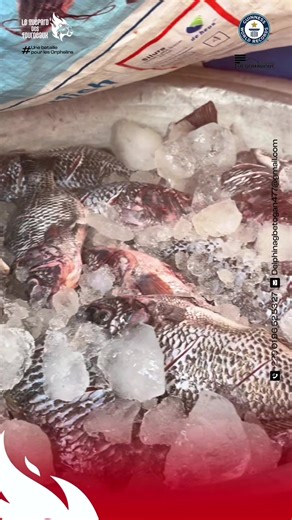 Je tiens à remercier chaleureusement @Ellafish 39 fruits de mer 🦞 pour le don de poisson en soutien à mon aventure vers le Guinness World Records. Chaque geste compte. Chaque contribution renforce cette dynamique de solidarité autour d’une bataille pour les orphelins. 🙏🏾 Merci pour la confiance et le soutien. 📍 Rendez-vous ce soir à 19H pour le lancement officiel. Soyez là, on écrit l’histoire ensemble ! 🔥 #LeGuepardDesFourneaux #uneBataillePourLesOrphelins #GuinnessWorldRecords