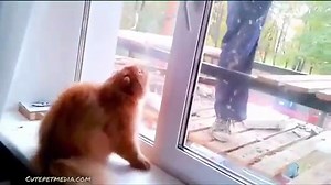 Plein de CHATS trop mignon... Compilation de CHATS adorables! - Vidéo Dailymotion