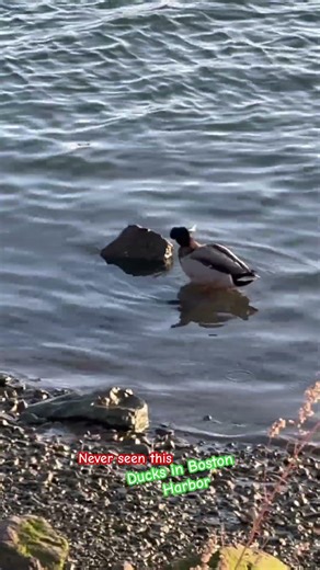 Ducks taking over Boston harbor #viralvideo #ducks #sandwich #wildlifeentertainment #boston