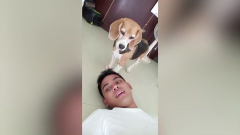 Hangry pet beagle slams his bowl to demand food