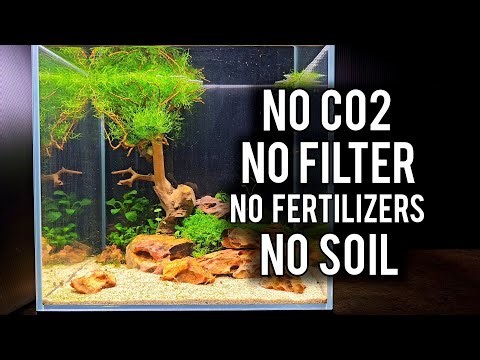 Aquarium Without CO₂, Filter, Soil, or Fertilizers (AND IT WORKS)