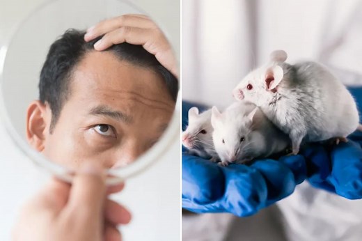 Breakthrough cure for baldness: 100% of male mice regrew fur with new treatment