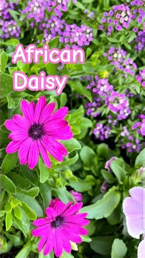 African daisies for natural gardens 🩷🌿🌼✨️🩷🌿🌼✨️ #flowers #daisy #flowershorts #flowercloseup