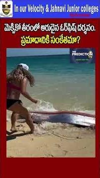 మెక్సికో తీరంలో అరుదైన దృశ్యం | #fish #mexico #sea #viral #ytshorts ‪@NEWSFORYOU-r5z‬