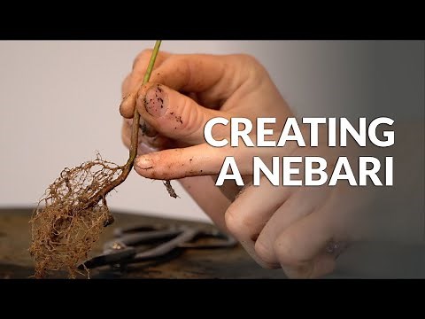 Creating a Nebari and removing the Taproot of a young Bonsai