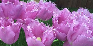 11 facts every tulip lover should know