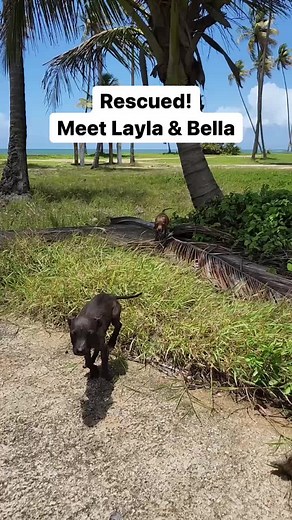 Meet sisters Layla and Bella. On a patrol of Dead Dog Beach, we saw them in the distance. As soon as we called out to them and they saw us, they came running like they had been looking for us all along. Both of their bellies are full of parasites, they are anemic and have ringworm. But they are safe now and receiving the care they deserve. We don’t know who dumped you, treasures. But you are part of The Sato Project family now. #satostrong #rescued #safe #tsplayla #tspbella *Please keep in mind 