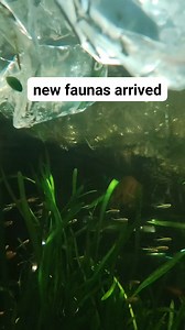 2.7K views · 24 reactions | Congo Ember Harlequin Black Neon Cardinal Rummy nose Glowlight Tetra | CHASE Aquatics | Facebook