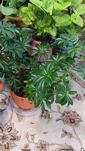 How to care for Dwarf Umbrella Tree houseplant care tutorial #plant #gardening #plants #houseplants