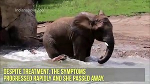 30K views · 193 reactions | “We know that elephants grieve and each...