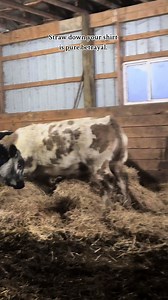 When the flake breaks mid-throw! #farmlife #specklelanefarm #cattle #farmer #farmlife #hay #straw #relatable #beef#livestock #farming #betrayal #adayinthelife @basicfarmboy