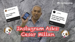 43K views · 474 reactions | Cesar Millan needs to train you more than he needs to train your dog. The dog whisperer was in Singapore for the third season of "Cesar's Recruit: Asia", a show that seeks to find the best dog trainers in Asia. Read more here: https://bit.ly/2FEdkqu | Mothership | Facebook