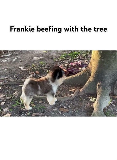 412: morning walk turn into chaos #dogsofyoutube